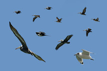 soaring pelicans and gulls 