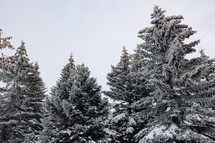Snowy evergreen trees