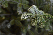 Close up of fraser fir tree branch, Christmas holiday evergreen pine background texture