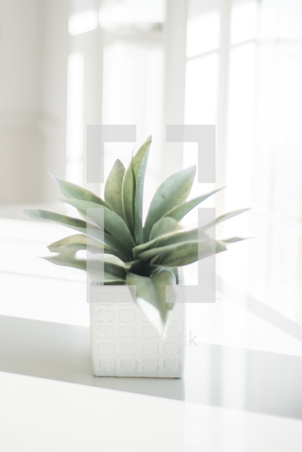 A green succulent plant in a white vase on a white surface.
