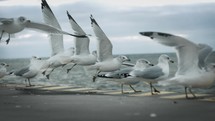 seagulls along a shore 