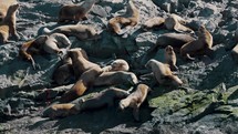 Southern Sea Lion Colony Under The Sun In Beagle Channel, Ushuaia, Argentina. high angle shot	