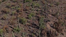 Downward aerial of Saguaro cactus on a rocky desert hill