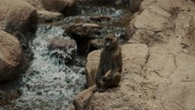 Young Baboon Eating Corn On Cob While Sitting On Rock By The River. high angle	