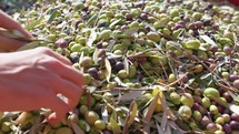 Making the harvest of Olive oil in Calabria