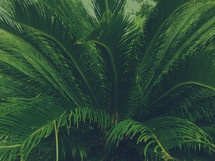 tropical palm leaves 