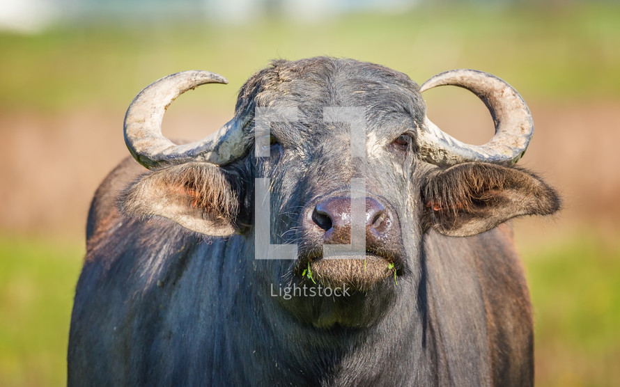 water buffalo 