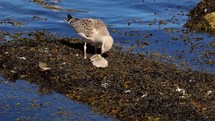 A Seagull Eating a Fish with a Ruddy Turnstone by the Sea in Dalkey, Ireland