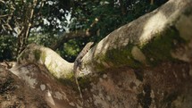 Large lizards in the rainforest jungle of a tropical country 