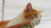 A close-up of a ginger cat with white spots, playfully exploring and crawling along the windowsill, slow motion