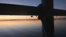 spider on a dock at sunset 