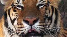 Close up encounters Bengal tiger Chaing Mai Thailand 