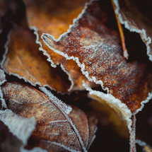 frost on brown leaves 