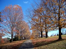 Path lined with fall foliage.