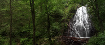 waterfall in a dense forest
