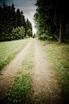 worn path through a forest 