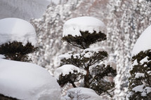 heavy snow on pine trees 