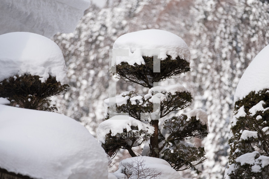 heavy snow on pine trees 