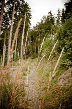tall grasses in a forest 