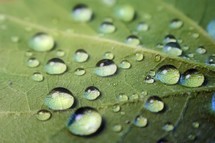 drops of water on the back of a leaf