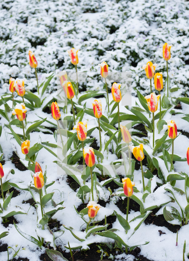 tulips in snow 