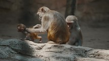 Portrait Of A Rhesus Macaque (Macaca Mulatta) Monkey Family. Close up	