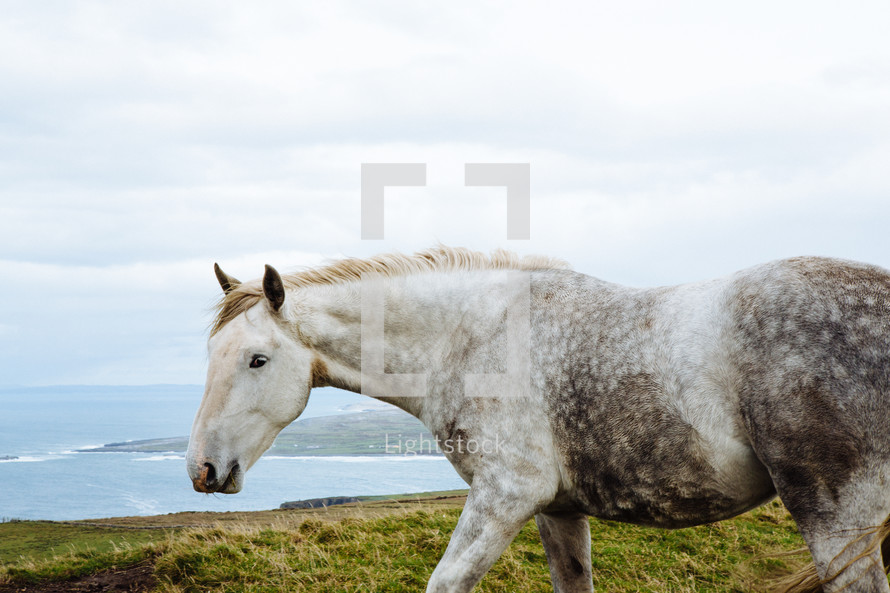 a horse walking along the Cliffs of Moher 