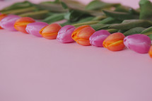 tulips on a pink background 