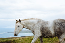 a horse walking along the Cliffs of Moher 
