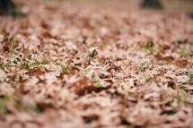 green grass under brown fall leaves 