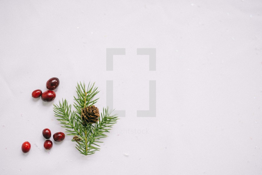 red berries, and pine needles and pine cone in snow 