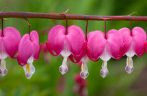 heart shaped pink flowers 