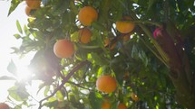 Orange Of Sicily Cultivation In Italy