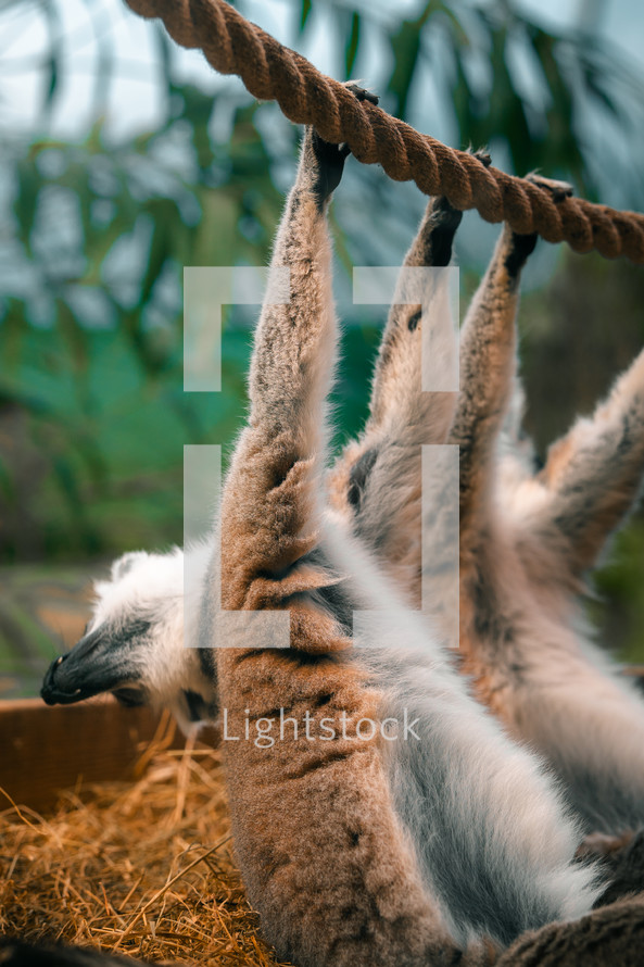 Lemurs dangling from a rope in a zoo enclosure, zoo animals, primates cute animal