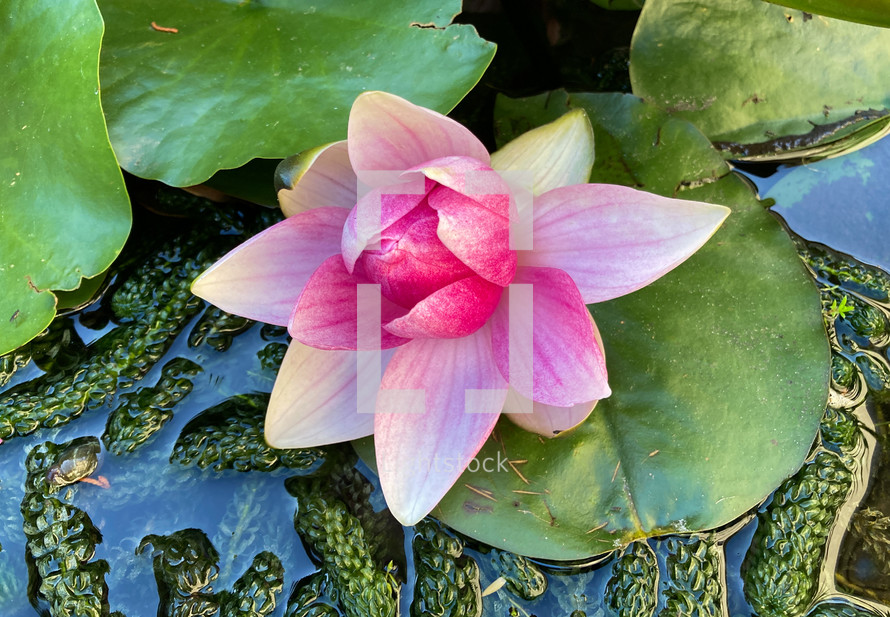 Large pink flower on a green lilypad