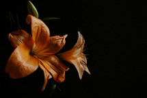 Orange lilies on black background.