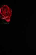Red Pink rose on black background.
