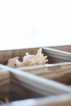 seashells in a wooden box 