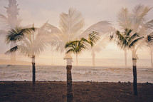 palm trees and beach view in Tenerife, Spain