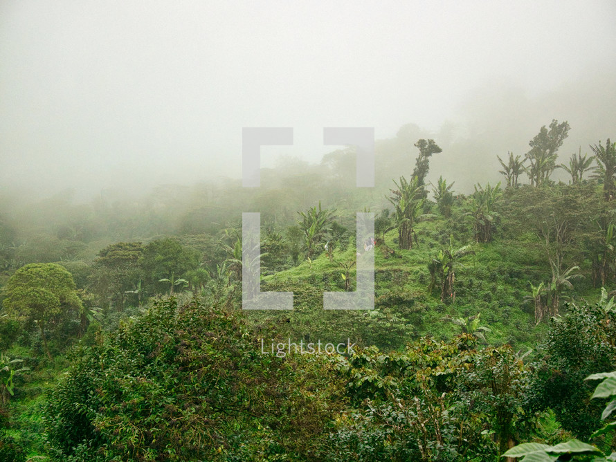 fog over a Coffee Farm in Honduras  