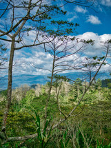 trees in a mountain forest in Honduras 