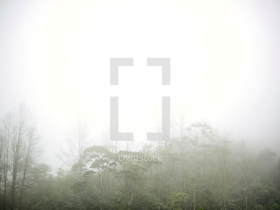 fog over a forest in Honduras 