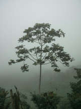 fog over trees in a forest in Honduras 