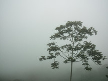 tree in dense fog in Honduras 