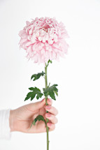 woman holding a pink stemmed flower 