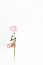 a woman holding a pink stemmed flower 