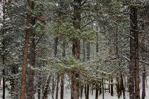 pine trees with snow on their branches 