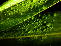 water on green leaves 