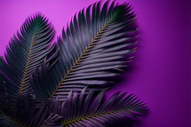 Palm Frond on Purple Background