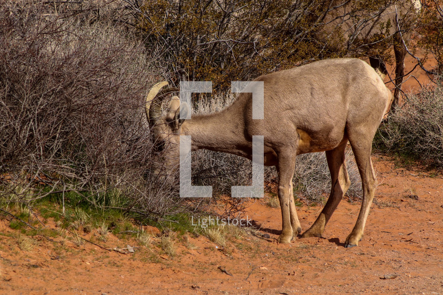 big horn sheep in Nevada 
